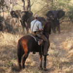 Safari à cheval en Afrique du Sud