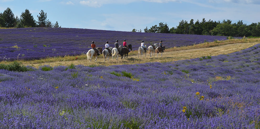 Rando Cheval France - Haute Provence