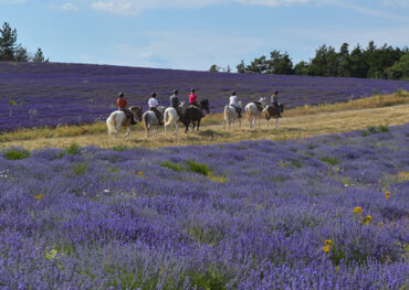 Rando Cheval France - Haute Provence