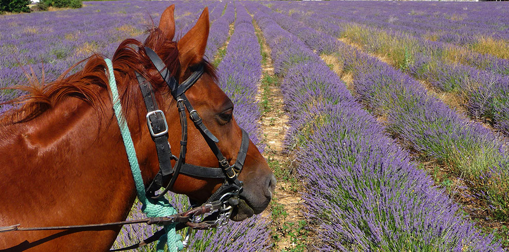 FRANCE - Rando cheval en Haute Provence