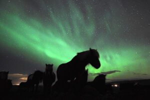 Rando cheval Islande Aurores Boréales