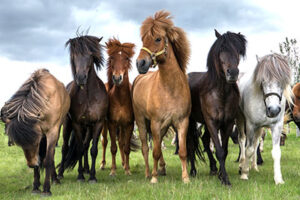 Randp Cheval Islande