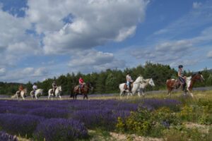 France - Rando Cheval en Haute Provence