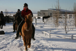 Rando Cheval Islande